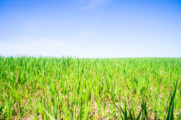 Summer green grass. Agricultural field with plants in the sun. Background for graphic design of agro booklet.