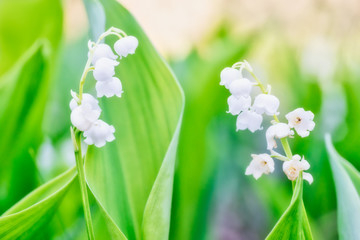 Wild white flowers lily of the valley in green forest with sun macro shot