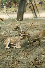 deer in the woods