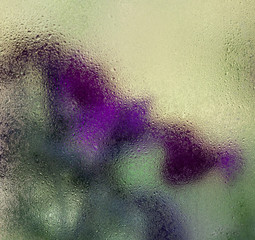 Purple flowers behind the wet glass