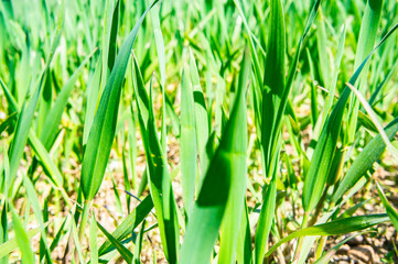Fototapeta premium Summer green grass closeup. Large leaves. Agricultural field with plants in the sun. Background for graphic design of agro booklet.