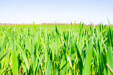 Fototapeta premium Summer green grass closeup. Large leaves. Agricultural field with plants in the sun. Background for graphic design of agro booklet.