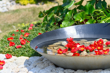 舞い落ちた椿の花