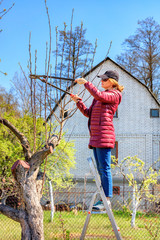 A young woman stands on a stepladder in the garden and pruners pruning trees.