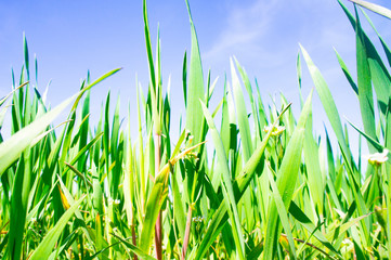 Summer green grass closeup. Large leaves. Agricultural field with plants in the sun. Background for graphic design of agro booklet.