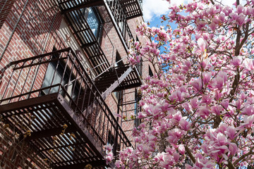 Beautiful Pink Magnolia Flowering Tree during Spring next to a Fire Escape on an Apartment Building in Astoria Queens New York - obrazy, fototapety, plakaty