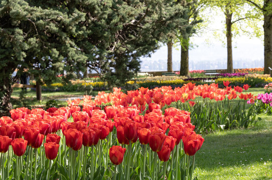 Red. Tulips. Flower. Garden. Nature. Flora