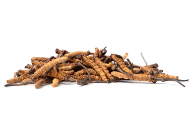 close up Ophiocordyceps sinensis or mushroom cordycep this is a herbs. Medicinal properties in the treatment of diseases.