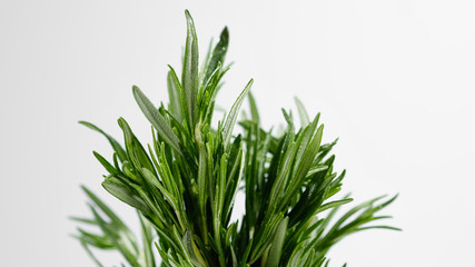 sprigs of fresh green rosemary on white background. closeup