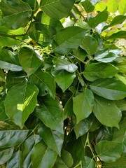 green leaves background