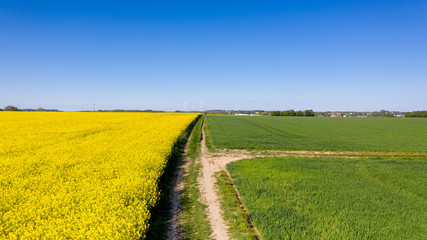 Obraz premium Rapeseed field (Raps) in germany