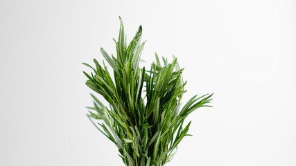 sprig of fresh green rosemary on white background. closeup