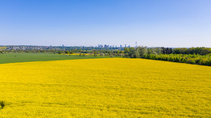 Obraz premium Rapeseed field (Raps) in germany