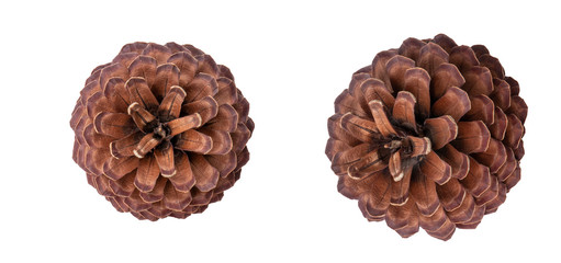 two pine cones isolated on white