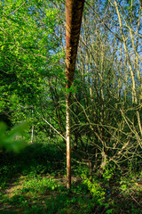 Fototapeta premium Quand la nature reprend ses droits sur le football