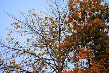 Fall orange and yellow autumn leaves on the tree.