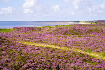 Summer landscape on the island of Sylt, northern Germany. Dunes by the sea covered with purple blossoming heather. A footpath leads to the beach at the Wadden Sea. © K I Photography