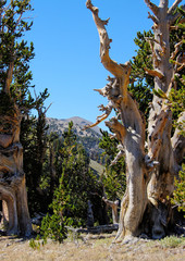 Spring Mountains National Recreation Area, Nevada, USA