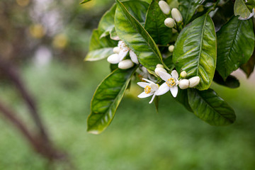 The orange blossom