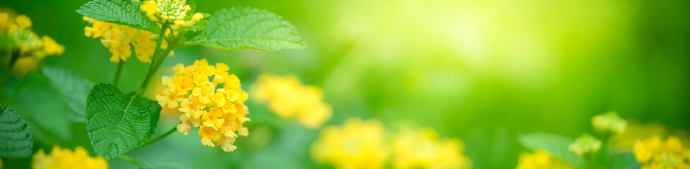 Obraz premium Nature of flower in garden using as cover page background natural flora wallpaper or template brochure landing page design