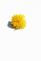 single dandelion flower on an isolated white background with shadow