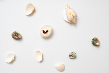 Fototapeta na wymiar Different seashells on a white background , the concept of holidays by the sea.