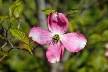 Close-up of a pink dogwood (cornus) flower on the tree in the spring