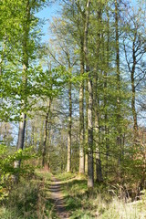 Wald und Berge