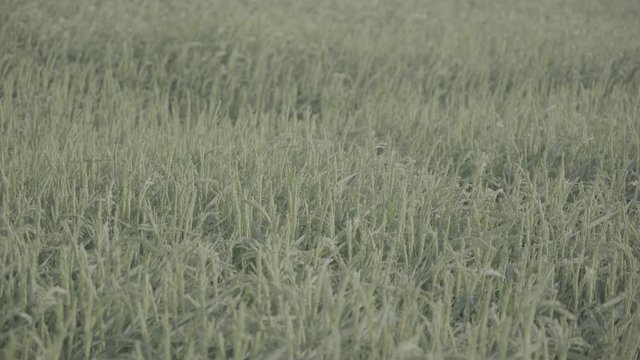 Rizieres