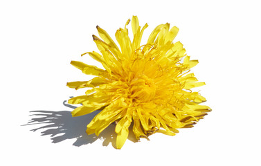 single dandelion flower on an isolated white background with shadow