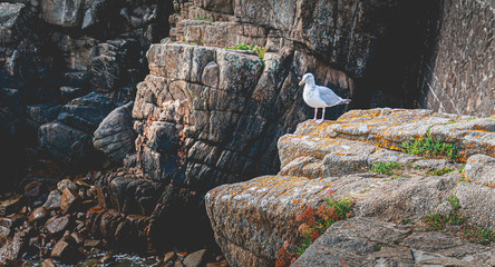 seagull on a rock in a small port on the island of Yeu