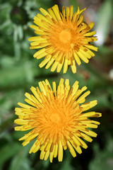 two dandelions on a background of green grass