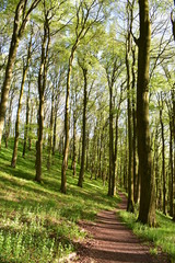 Obraz premium Wald und Berge