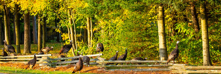 Wild turkeys  standing on and around a fence in early autumn, panoramic