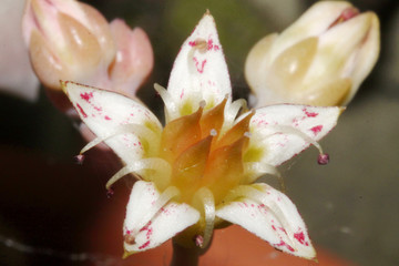 L'originalité dans une fleur de plante grasse appelée Graptopetalum Paraguaysense. Originality in a succulent flower called Graptopetalum Paraguaysense.