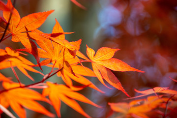 紅葉のイメージ