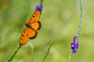 butterfly on flower