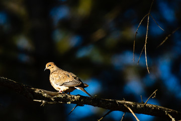 Mourning Dove (Zenaida macroura) perched on a branch in autumn