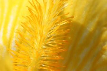Fleur d'Iris jaune en détail de l'étamine sur le pétale. Yellow Iris flower in detail of the stamen on the petal..