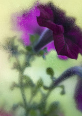 Purple flowers behind the wet glass