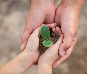 Kid's and grown-up's hands holding a young plant.