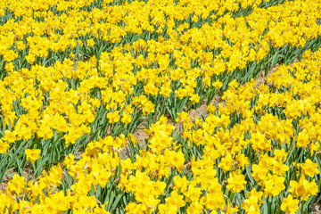 Picturesque spring scene of field of blooming flowers