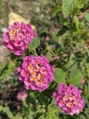 pink and white flowers