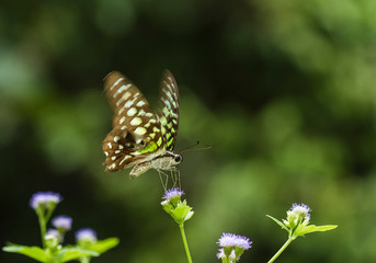butterfly on a flower