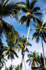 coconut palm trees blue sky