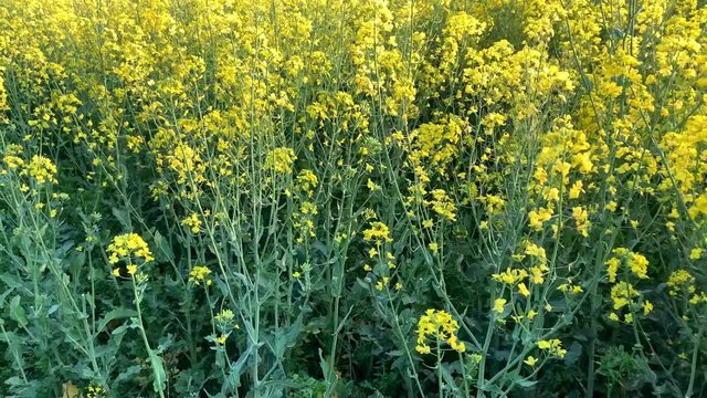 blooming green fields with bright rapeseed flowers, blue sky, natural landscape, concept of beauty of nature, ecology, environment, agricultural, background for designer
