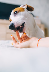 Cheerful Jack Russell terrier playfully biting the fingers of its owner. Closeup