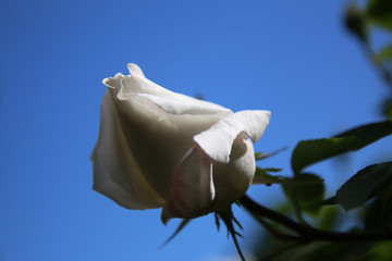 Fioritura in giardino di rose rampicanti bianche e rosa, dettaglio di boccioli sull’azzurro...