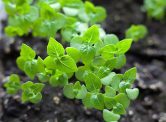 Growing the basil.