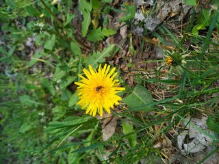 Spring dandelion flower with bee